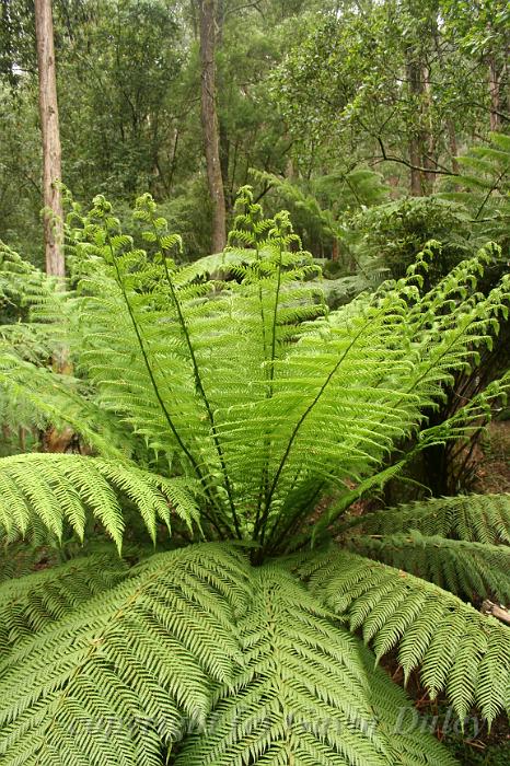 Tree fern, Sherbrook Park.JPG